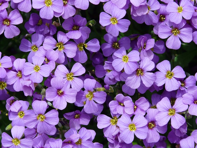 fialové květy