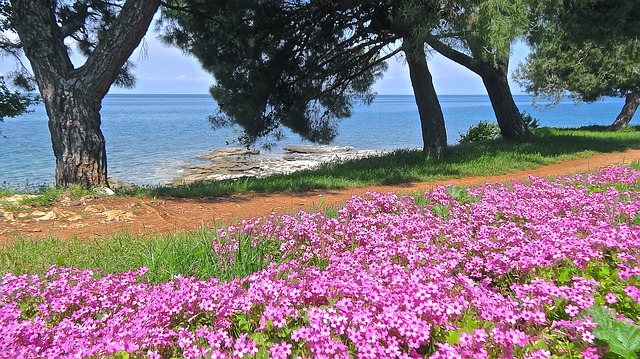 květiny na pobřeží