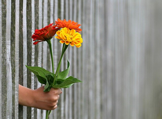 ruka podávající přes plot kytici